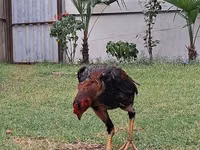Chickens — Foto 1