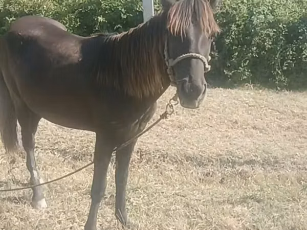 Jument, Azerbaijan horse