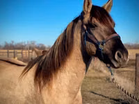 Cheval, Rocky Mountain Horse — photo 8