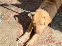 8 ayliq pitbull qiymet 100 razlasmq olar — фото 3