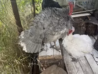 Turkeys — foto 7