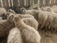 Koyunlar (parti, cinsiyet belirtilmedi), Suffolk sheep — foto 3