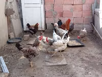 Chickens — foto 2