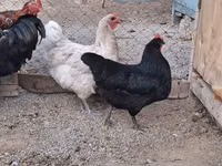 Australorp — foto 4