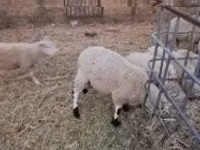 Qoç, Cerry Hill sheep — foto 1