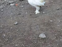 bantam japonais — photo 4
