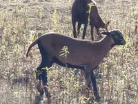 Қой, Cameroon sheep — 4-сурет