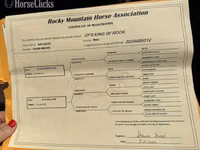 Kůň, Rocky Mountain Horse — foto 8