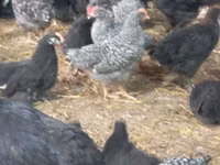 Chickens — 写真 3
