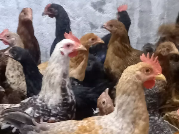 Chickens — Azerbaïdjan