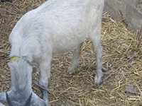 山羊（批次，未指定性别）, Goats — 照片 3