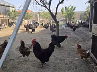 Chickens — foto 3