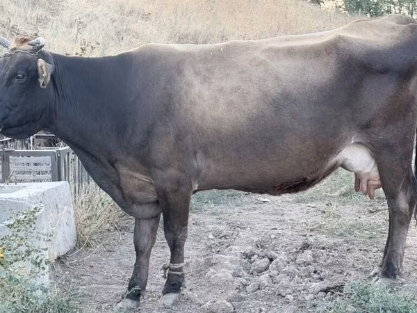 Vaca, Ukrainian Brown Dairy Cattle