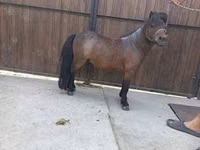Koń, Shetland Pony — zdjęcie 2