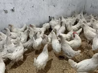 Chickens — 写真 2