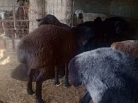 Bélier, Moutons — photo 4
