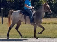 குதிரை, Rocky Mountain Horse — புகைப்படம் 8