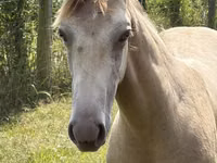 Cheval, Kentucky mountain daddle horse — photo 4