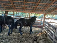 Horse (M), Horses — photo 2
