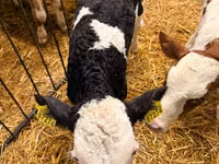 Vache, Bovins — photo 1