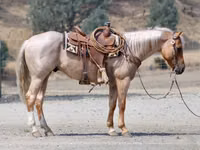Cheval, Quarter Horse — photo 3