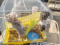 Hamster və qəfəs dəsti - Növ: kiçik ev heyvanı – hamster - Dəst — 照片 2