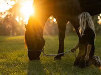 Айғыр, Percheron — 6-сурет