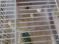 2 ədəd yuva 2 cüt papuqay.iki cüt ikside yumurta usdunde yatır — foto 2