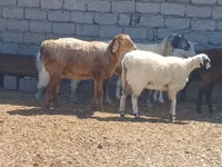 Қошқар, Ordabasy sheep — 7-сурет