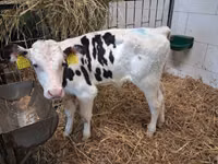 Buqa, Russian Black pied cattle — 7-rasm