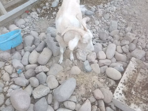 Echki, Echkilar