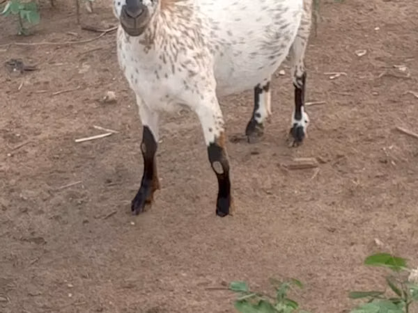 Keçilər (partiya, cinsi göstərilməyib), Keçilər