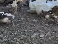 Ducks — foto 1