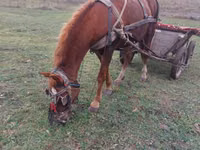 Cavalo, Cavalos — foto 4