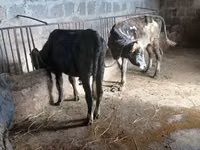 Boğa, Sığır — foto 4