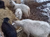Cabras (lote, sexo no especificado), Cabras — foto 5