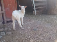 Ziegen (Partie, Geschlecht nicht angegeben), Alpine goat — Foto 3