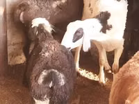 公羊, Sheep — 照片 2