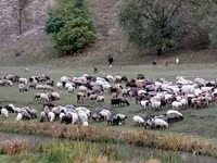 ცხვარი, ცხვრები — ფოტო 1