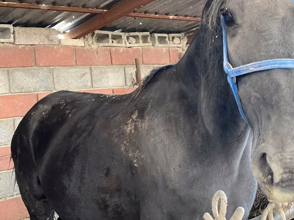 母马, Horses