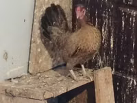 Chickens — Foto 3