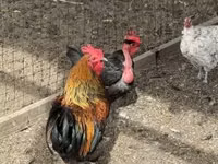 Chickens — foto 1