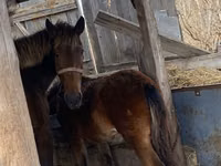 Jument, Chevaux — photo 5