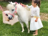 Égua, Miniature horse — foto 6