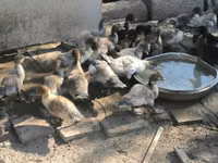 Ducks — foto 7