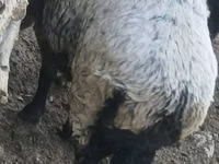 Ram, Sheep — photo 2