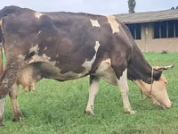 ძროხა, Simmental cattle — ფოტო 6