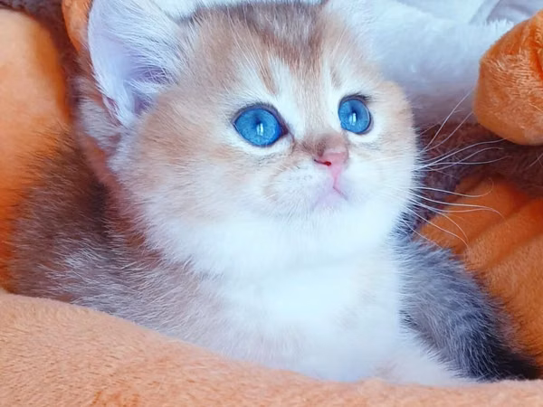 Britaniya Şinşilla (Golden/Blue eyes) balası - Cins: Britaniya