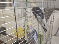 Növ: Nimfa tutuquşuları (cockatiel) – 3 ədəd Rənglər: sarı başlı — foto 3