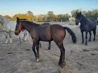 Айғыр, Friesian — 4-сурет